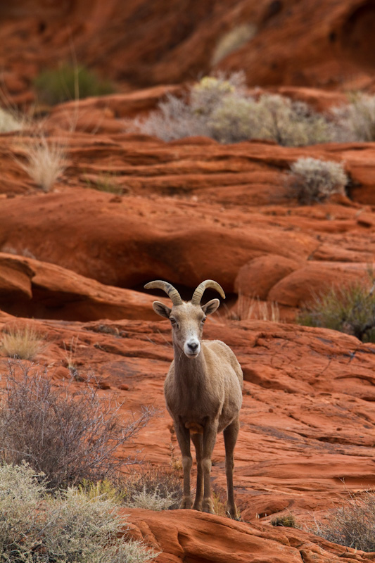 Bighorn On Slickrock